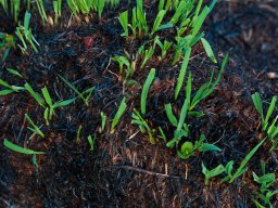 IMGP4936_Afbidt graes